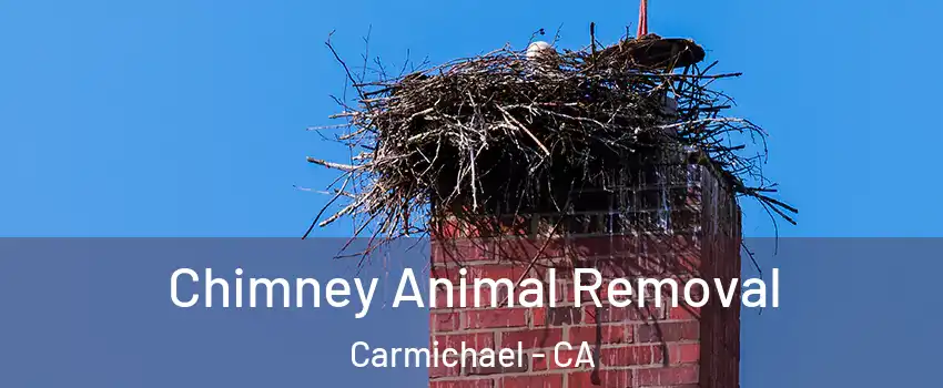  Chimney Animal Removal Carmichael - CA