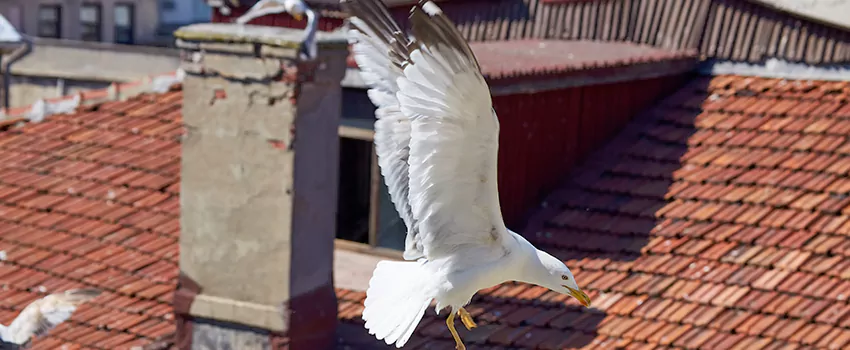 Residential Chimney Animal Removal Solution in Carmichael, CA