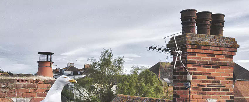 Chimney Cleaning And Restoration in Carmichael, California